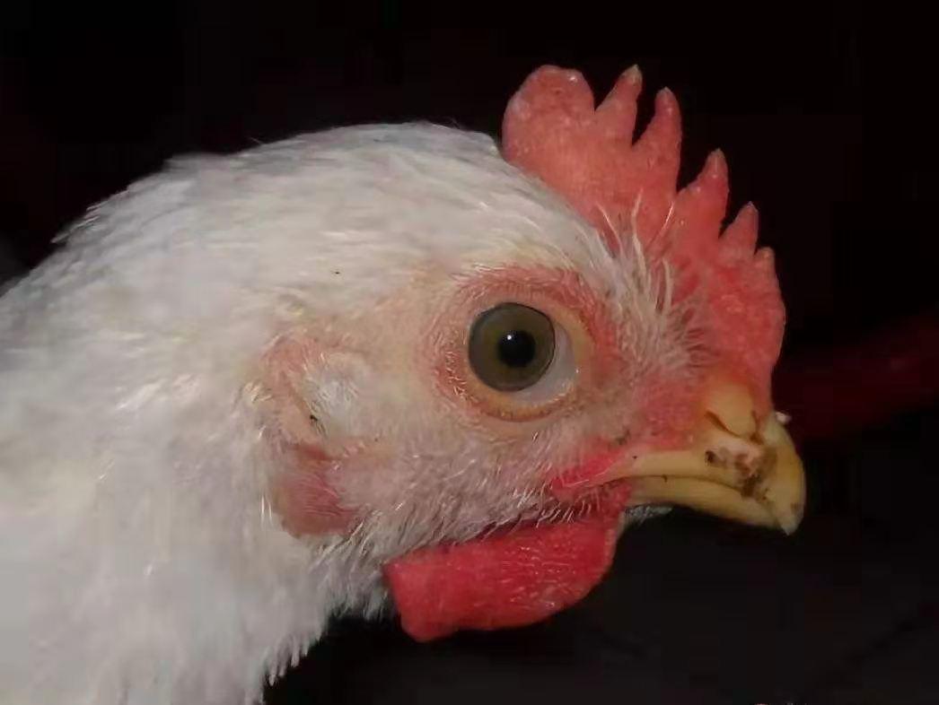 一天一个健康小知识冬季:轻松养成健康习惯,告别感冒困扰 一天一个健康小知识冬季:轻松养成健康习惯,告别感冒困扰